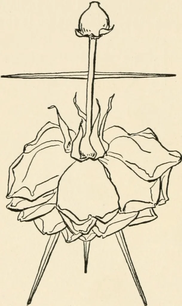 An illustration from Indoor and outdoor recreations for girls, 1906, leaf 353