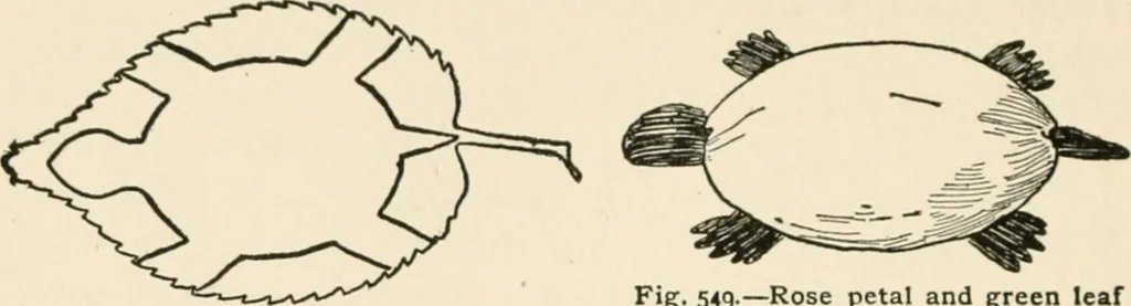 An illustration from Indoor and outdoor recreations for girls, 1906, leaf 357