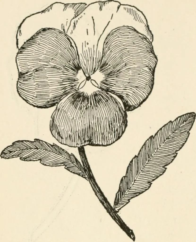 An illustration from Indoor and outdoor recreations for girls, 1906, leaf 359