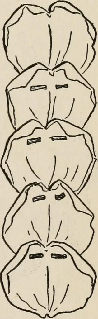 An illustration from Indoor and outdoor recreations for girls, 1906, leaf 360