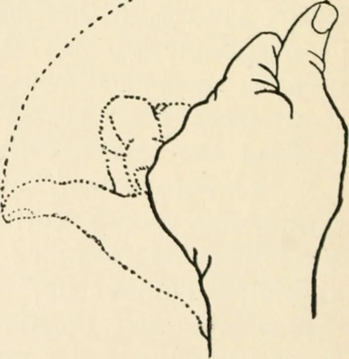 An illustration from Indoor and outdoor recreations for girls, 1906, leaf 365