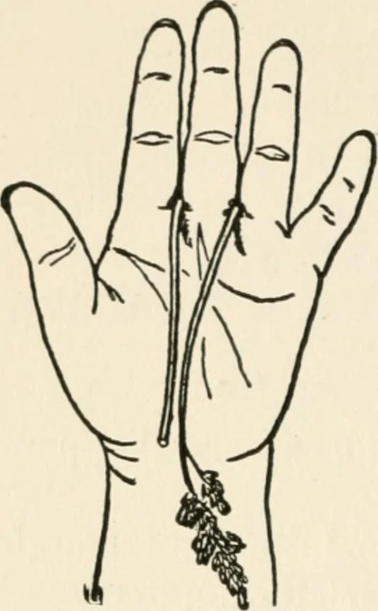 An illustration from Indoor and outdoor recreations for girls, 1906, leaf 71