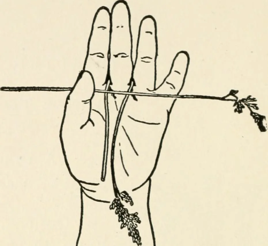 An illustration from Indoor and outdoor recreations for girls, 1906, leaf 71