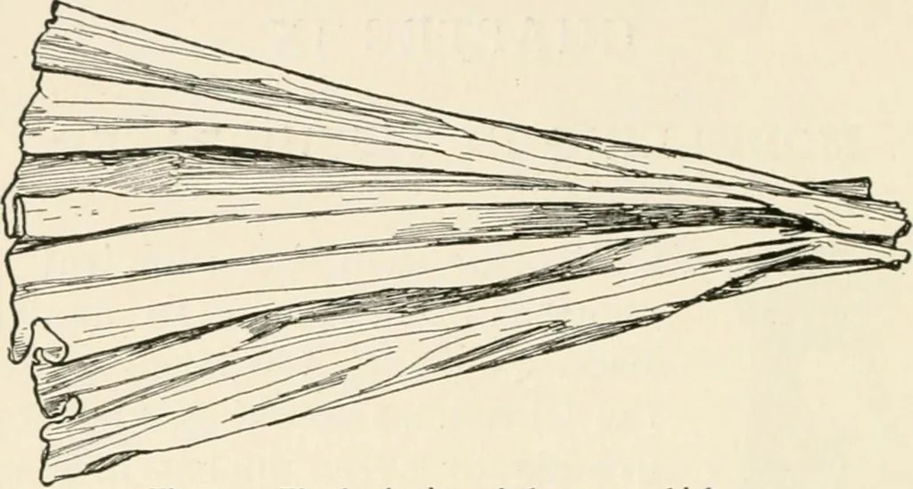 An illustration from Indoor and outdoor recreations for girls, 1906, leaf 97