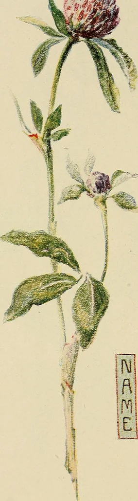 An illustration from Industrial drawing for girls : design principles applied to dress, 1912, leaf 19