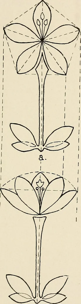 An illustration from Industrial drawing for girls : design principles applied to dress, 1912, leaf 36