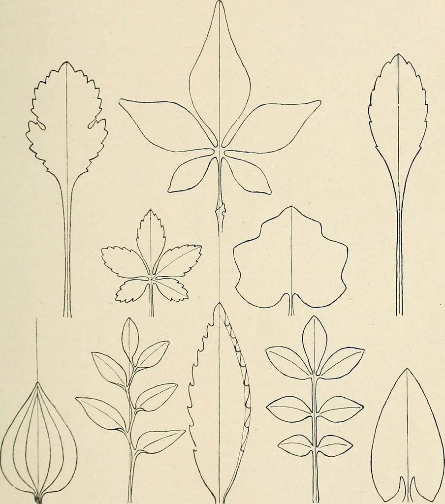 An illustration from Industrial drawing for girls : design principles applied to dress, 1912, leaf 38