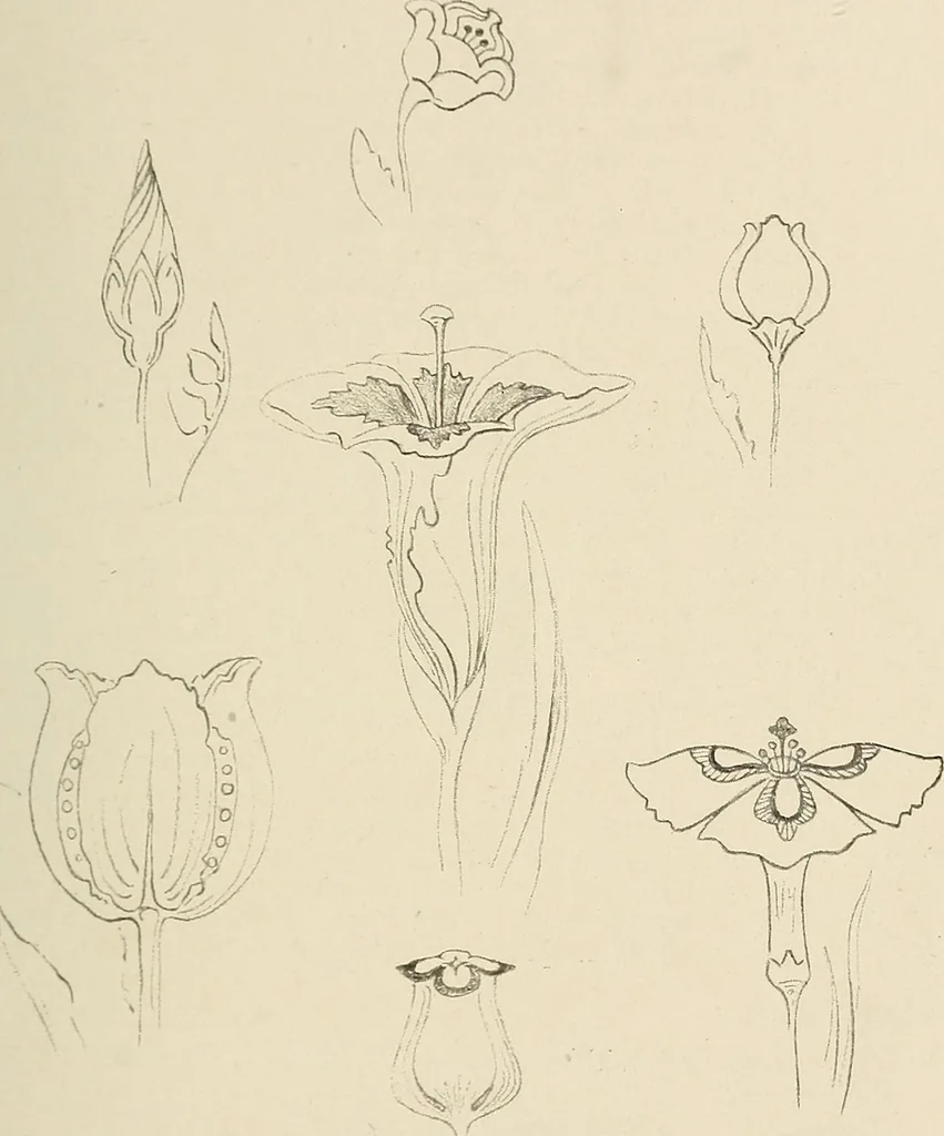 An illustration from Industrial drawing for girls : design principles applied to dress, 1912, leaf 40