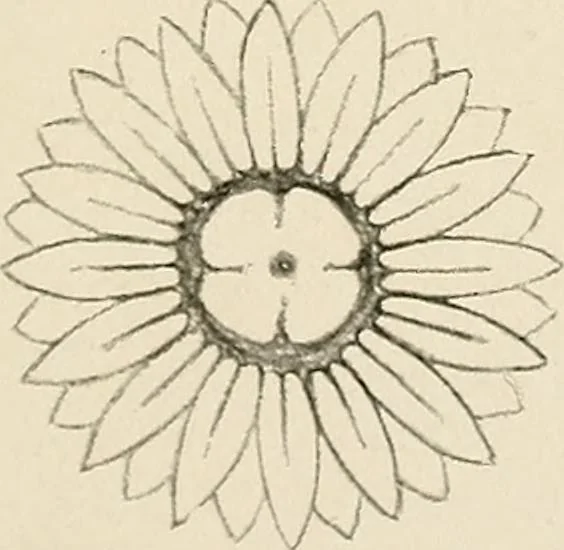 An illustration from Industrial drawing for girls : design principles applied to dress, 1912, leaf 42