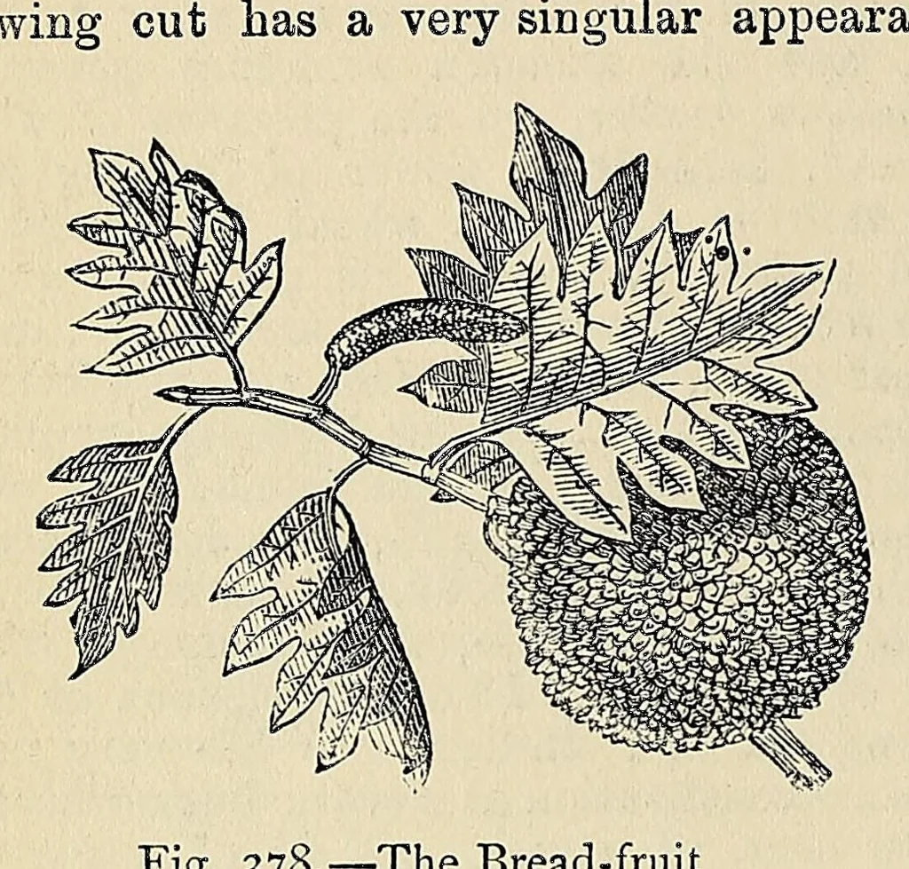 An illustration from The industries of the world; a complete course of technical education for the manufacturer, operative, and all persons engaged or interested in trade and commerce, 1881, leaf 674