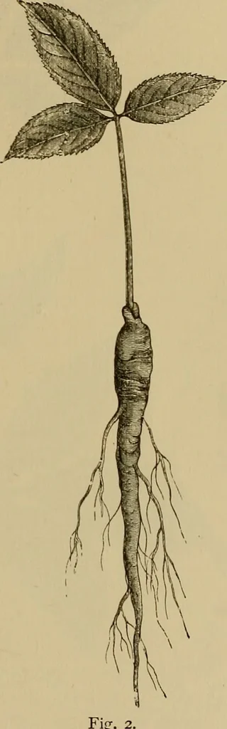 An illustration from The industries of Japan : together with an account of its agriculture, forestry, arts, and commerce. From travels and researches undertaken at the cost of the Prussian government, 1889, leaf 158