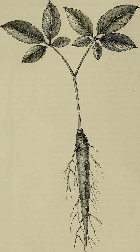 An illustration from The industries of Japan : together with an account of its agriculture, forestry, arts, and commerce. From travels and researches undertaken at the cost of the Prussian government, 1889, leaf 159
