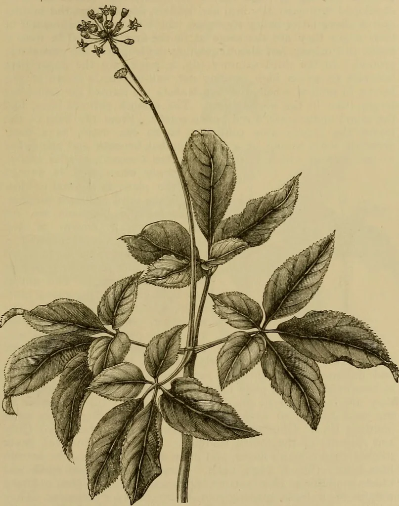 An illustration from The industries of Japan : together with an account of its agriculture, forestry, arts, and commerce. From travels and researches undertaken at the cost of the Prussian government, 1889, leaf 160