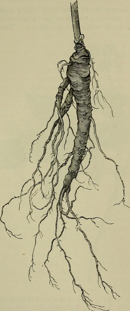 An illustration from The industries of Japan : together with an account of its agriculture, forestry, arts, and commerce. From travels and researches undertaken at the cost of the Prussian government, 1889, leaf 163