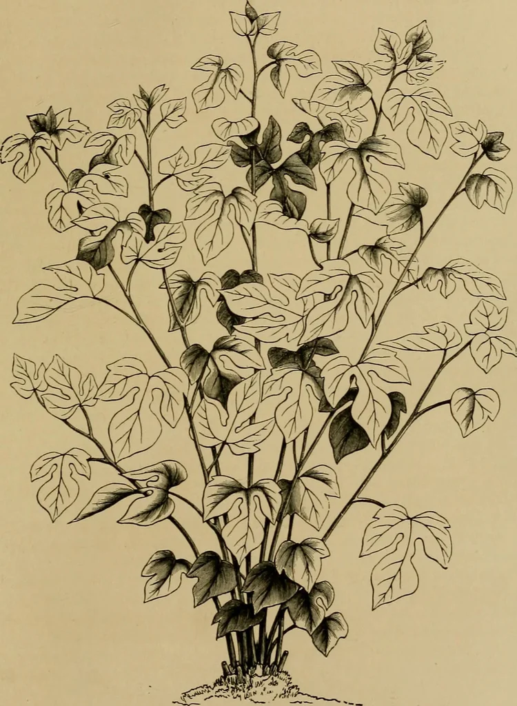 An illustration from The industries of Japan : together with an account of its agriculture, forestry, arts, and commerce. From travels and researches undertaken at the cost of the Prussian government, 1889, leaf 430