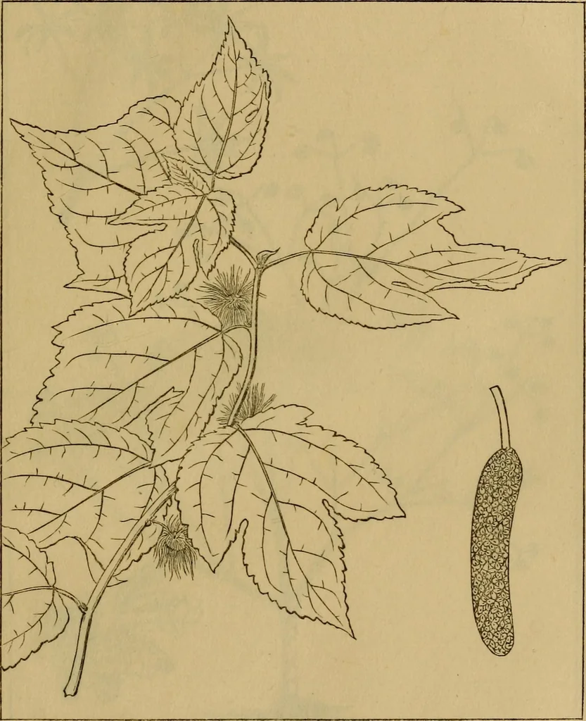 An illustration from The industries of Japan : together with an account of its agriculture, forestry, arts, and commerce. From travels and researches undertaken at the cost of the Prussian government, 1889, leaf 436
