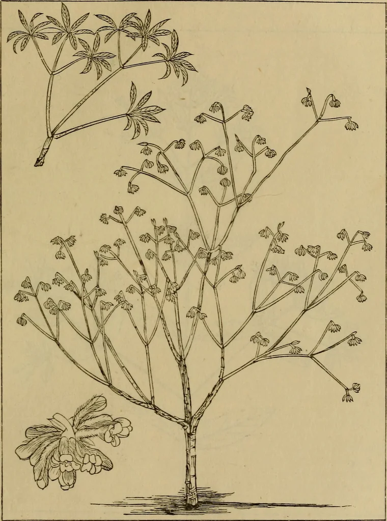An illustration from The industries of Japan : together with an account of its agriculture, forestry, arts, and commerce. From travels and researches undertaken at the cost of the Prussian government, 1889, leaf 438