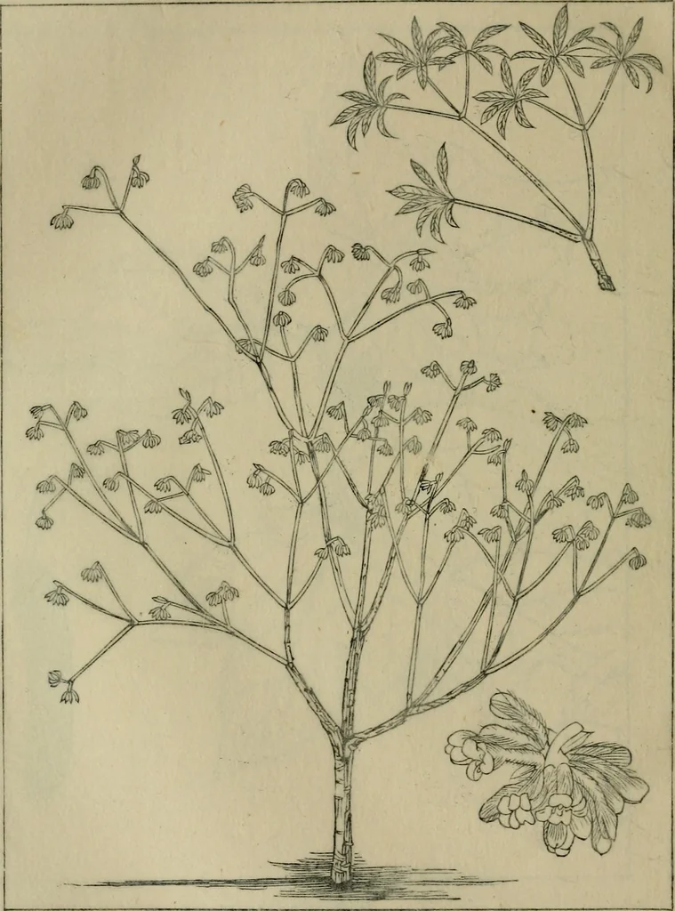An illustration from The industries of Japan : together with an account of its agriculture, forestry, arts, and commerce. From travels and researches undertaken at the cost of the Prussian government, 1889, leaf 439