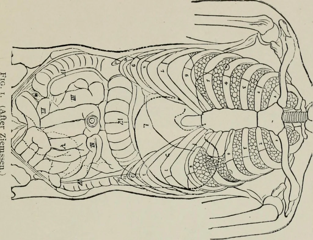 An illustration from The influence of dress in producing the physical decadence of American women : annual address upon obstetrics and gynecology, 1891, leaf 42