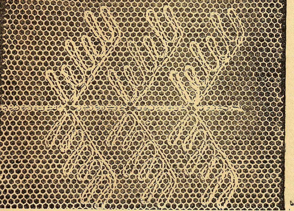 An illustration from Ingalls' hand-book of darned lace patterns .., 1885, leaf 30