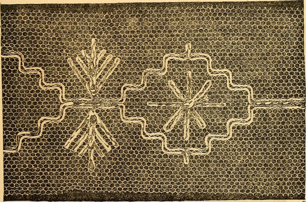 An illustration from Ingalls' hand-book of darned lace patterns .., 1885, leaf 44