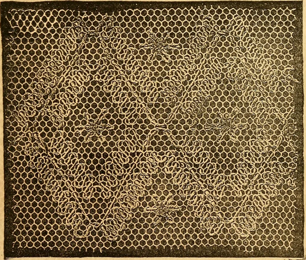 An illustration from Ingalls' hand-book of darned lace patterns .., 1885, leaf 68