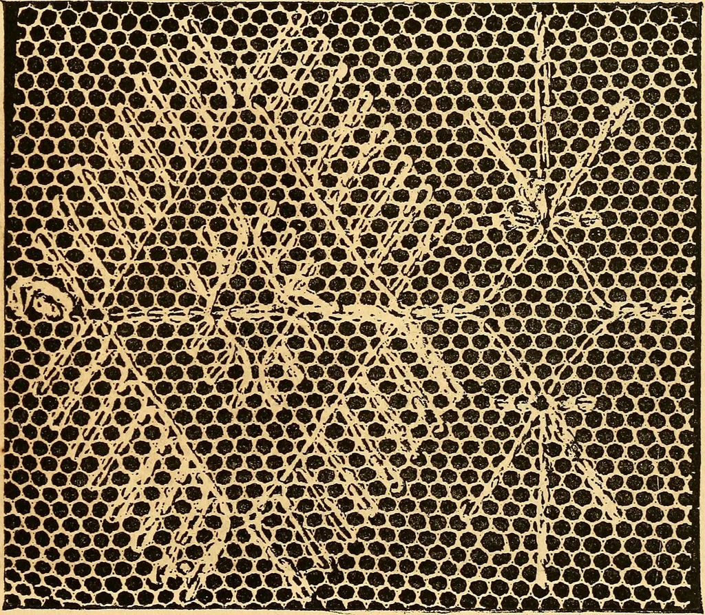 An illustration from Ingalls' hand-book of darned lace patterns .., 1885, leaf 78
