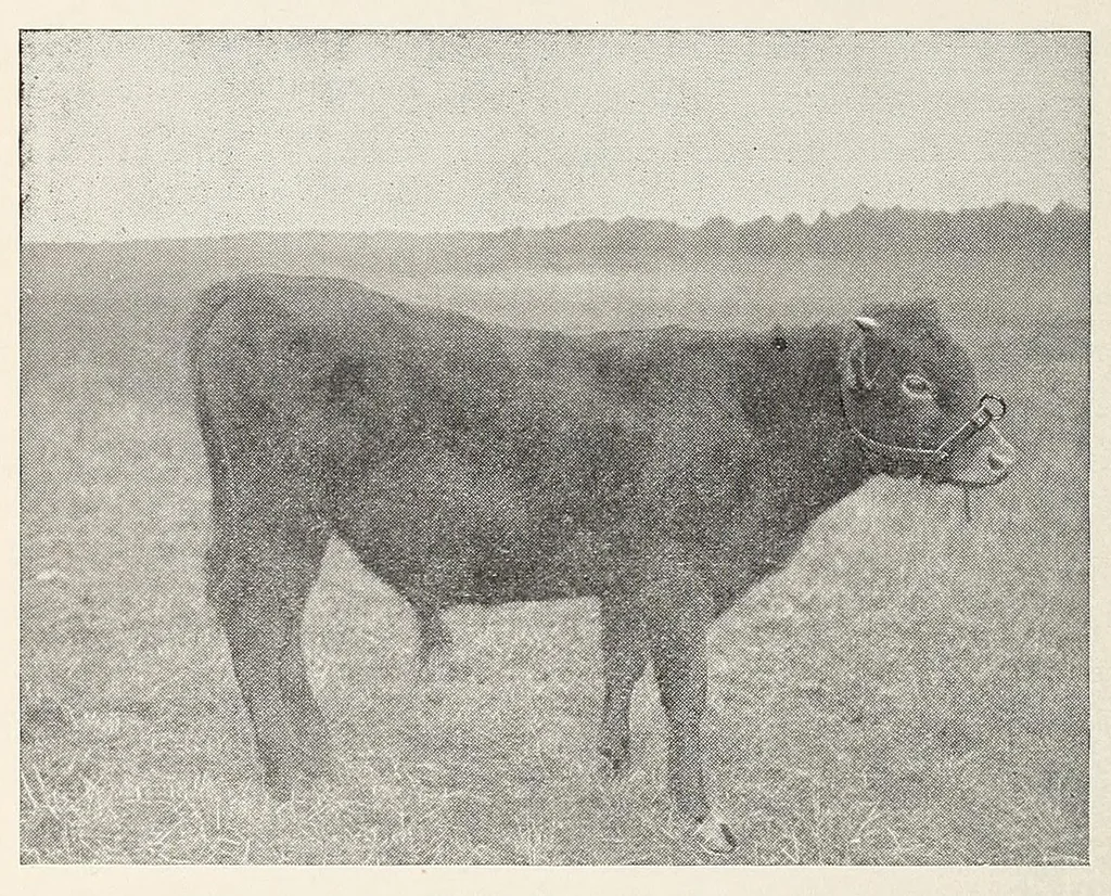 An illustration from Inheritance studies of color and horn charactersitics, 1918, leaf 10