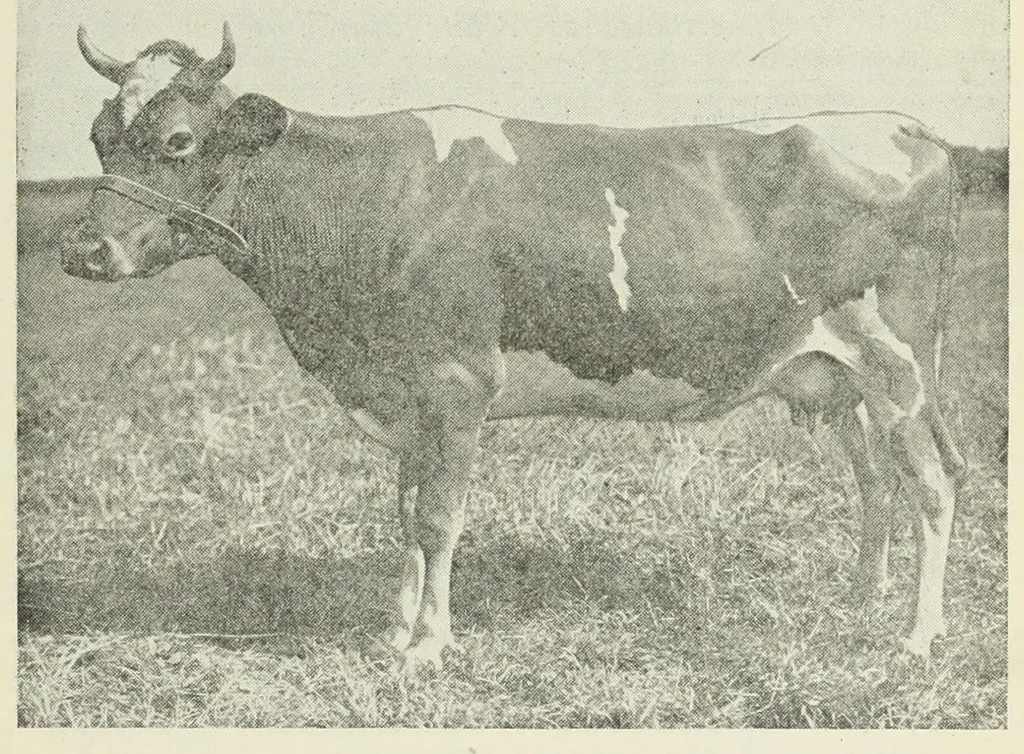 An illustration from Inheritance studies of color and horn charactersitics, 1918, leaf 11