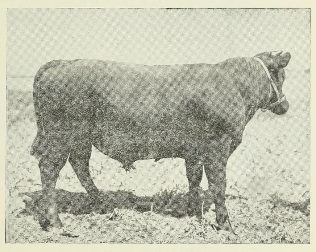 An illustration from Inheritance studies of color and horn charactersitics, 1918, leaf 19