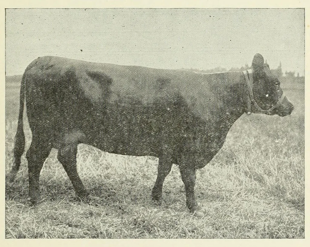 An illustration from Inheritance studies of color and horn charactersitics, 1918, leaf 21