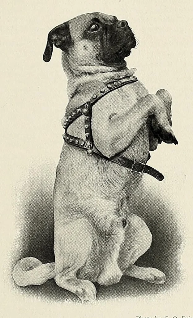 An illustration from The Inland printer, 1883, leaf 569