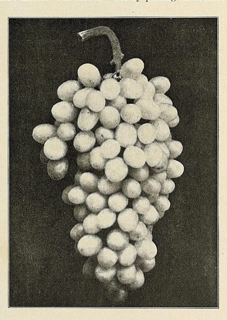 An illustration from The Inland printer, 1883, leaf 493