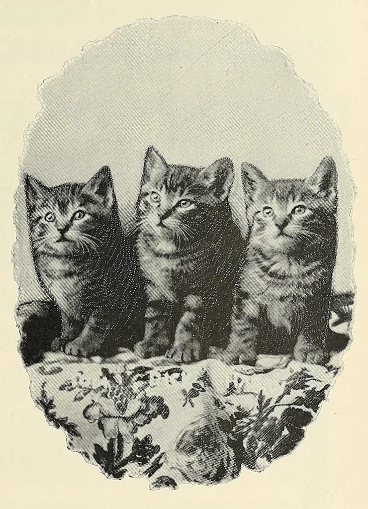 An illustration from The Inland printer, 1883, leaf 569