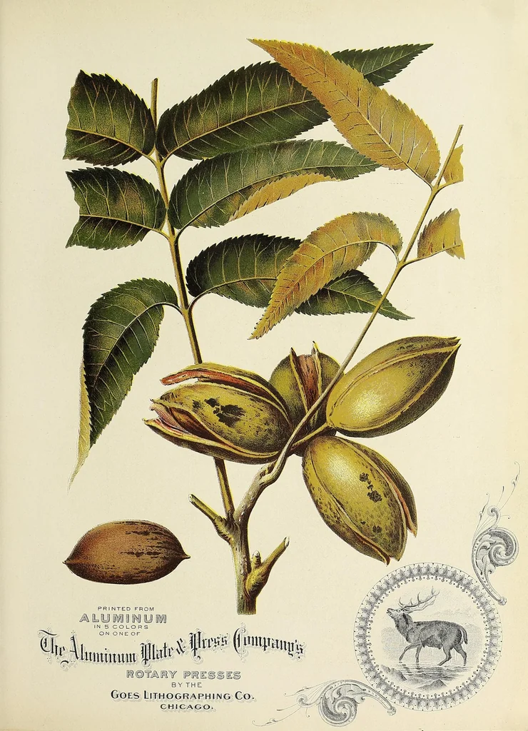 An illustration from The Inland printer, 1883, leaf 359