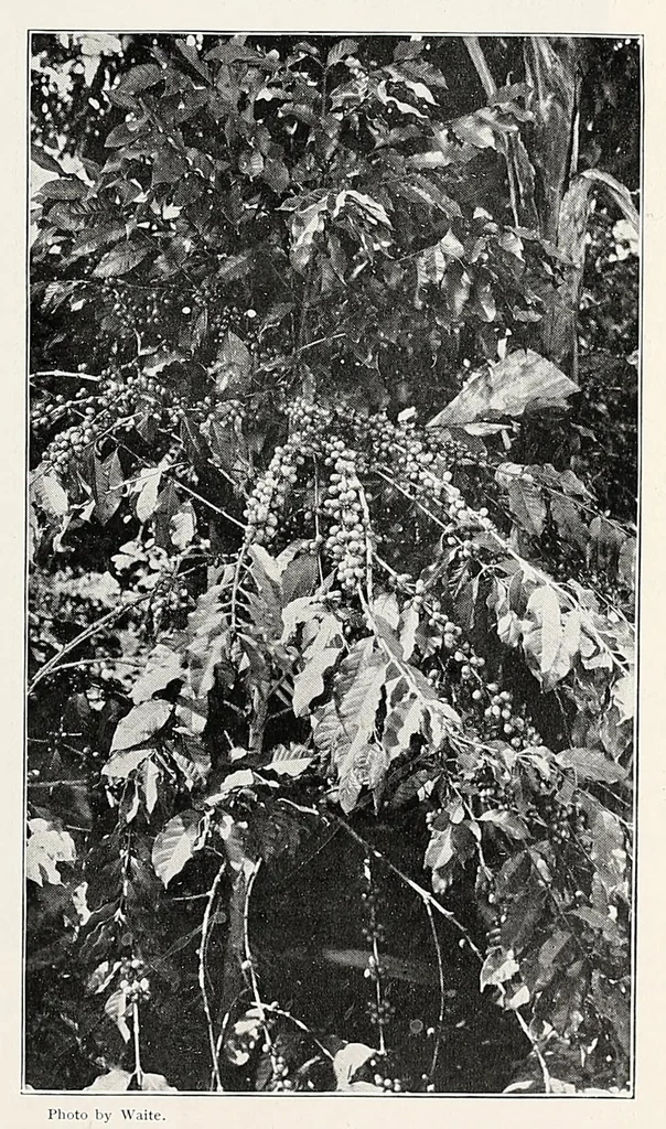 An illustration from The Inland printer, 1883, leaf 811
