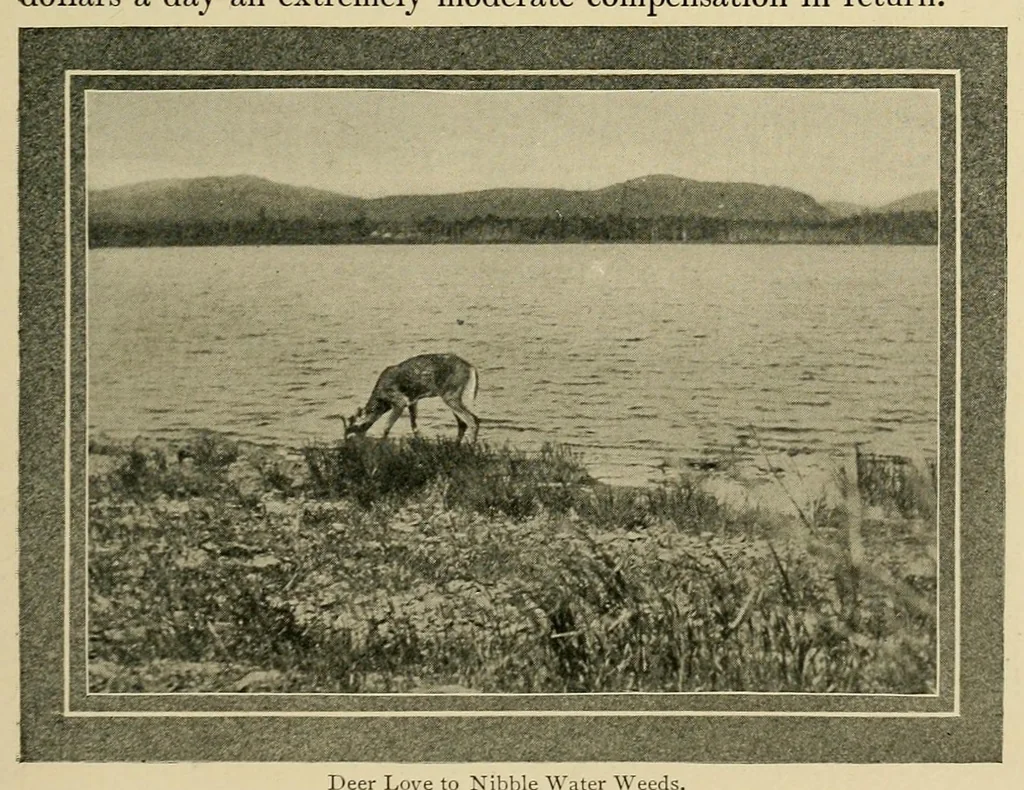 An illustration from In the Maine woods, 1904, leaf 101