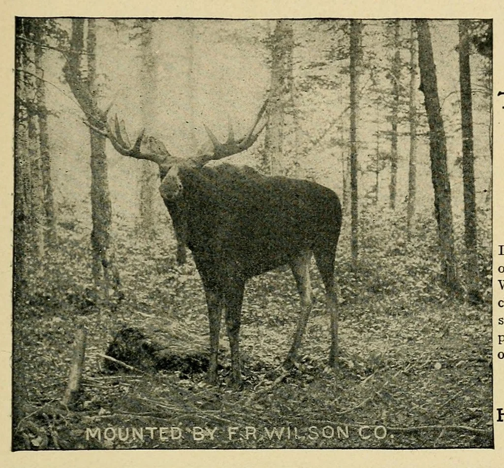 An illustration from In the Maine woods, 1904, leaf 181