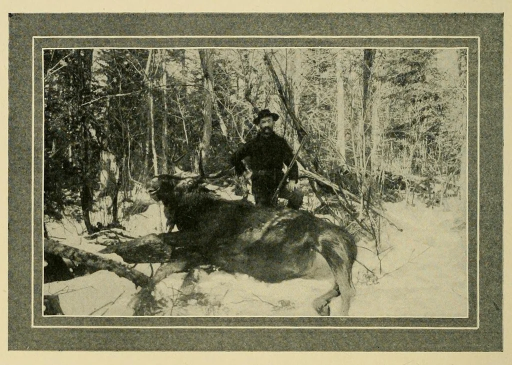An illustration from In the Maine woods, 1904, leaf 24