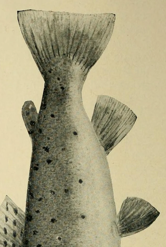 An illustration from In the Maine woods, 1904, leaf 64