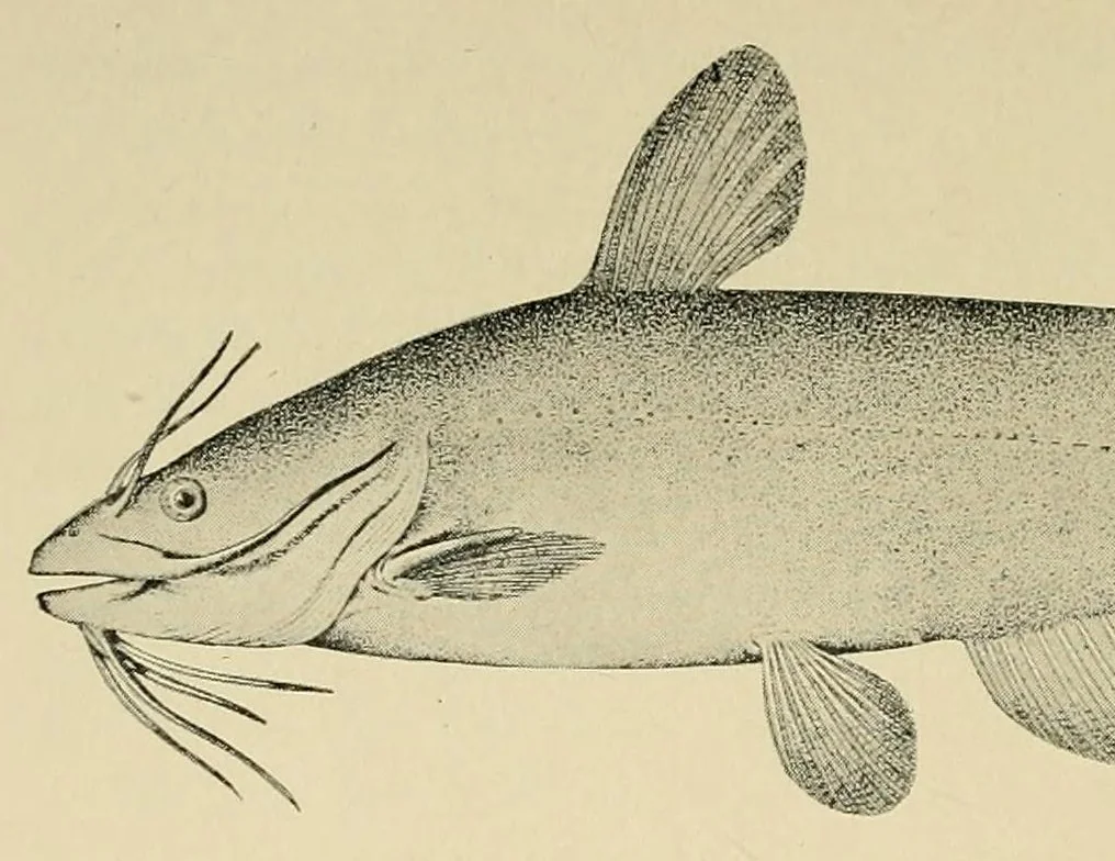 An illustration from In the Maine woods, 1904, leaf 76