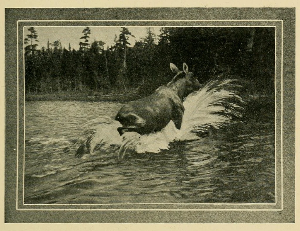 An illustration from In the Maine woods, 1904, leaf 89