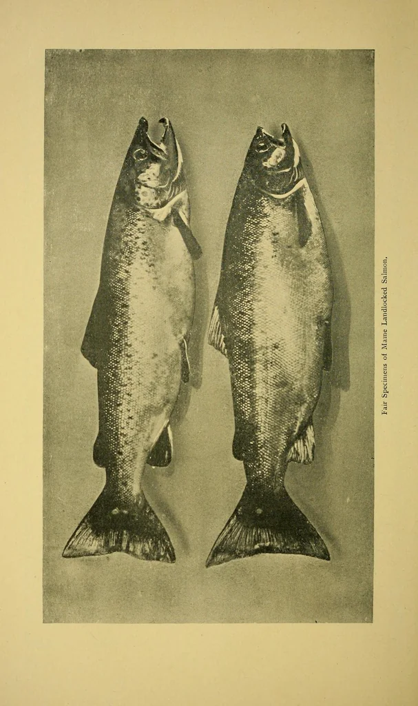 An illustration from In the Maine woods, 1905, leaf 136