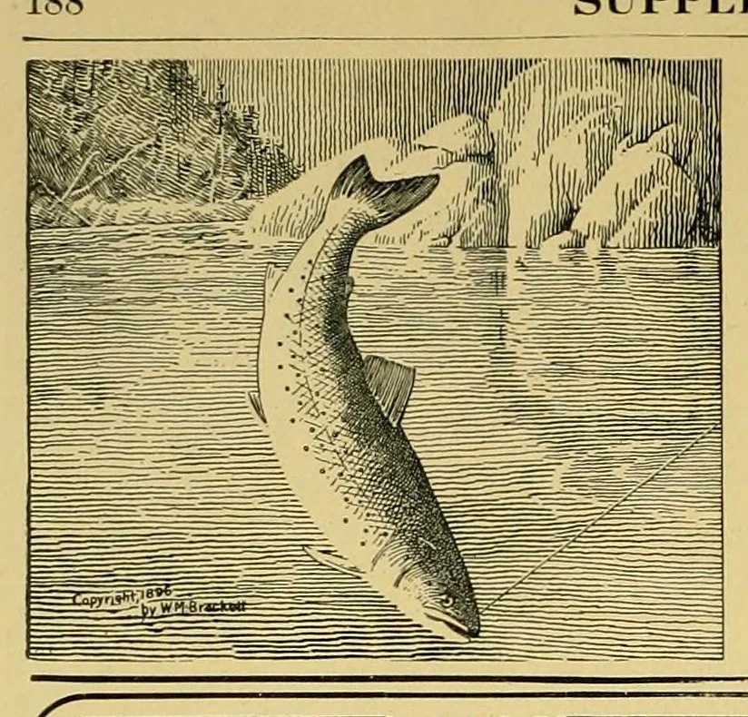 An illustration from In the Maine woods, 1905, leaf 206