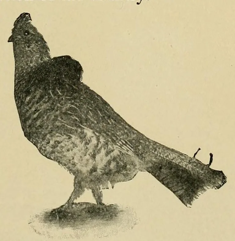 An illustration from In the Maine woods, 1908, leaf 119