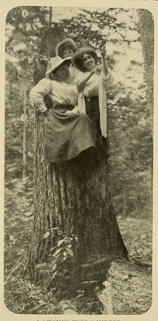 An illustration from In the Maine woods, 1908, leaf 42