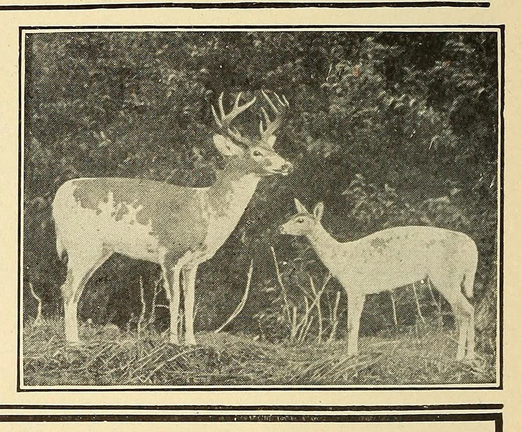 An illustration from In the Maine woods, 1909, leaf 138