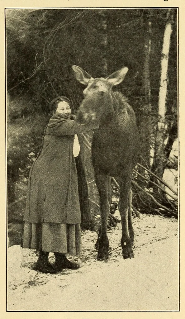 An illustration from In the Maine woods, 1909, leaf 15