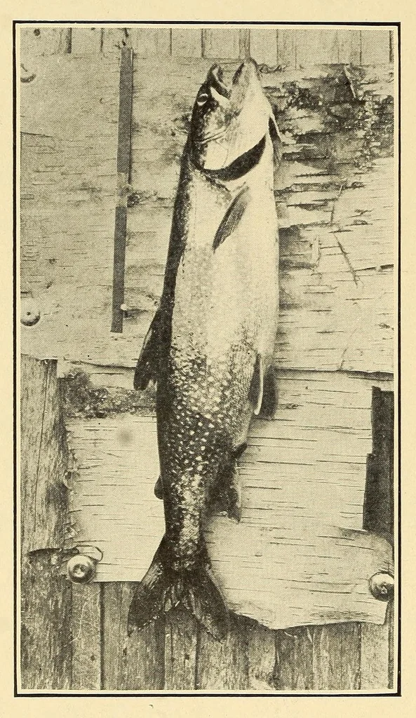 An illustration from In the Maine woods, 1909, leaf 34