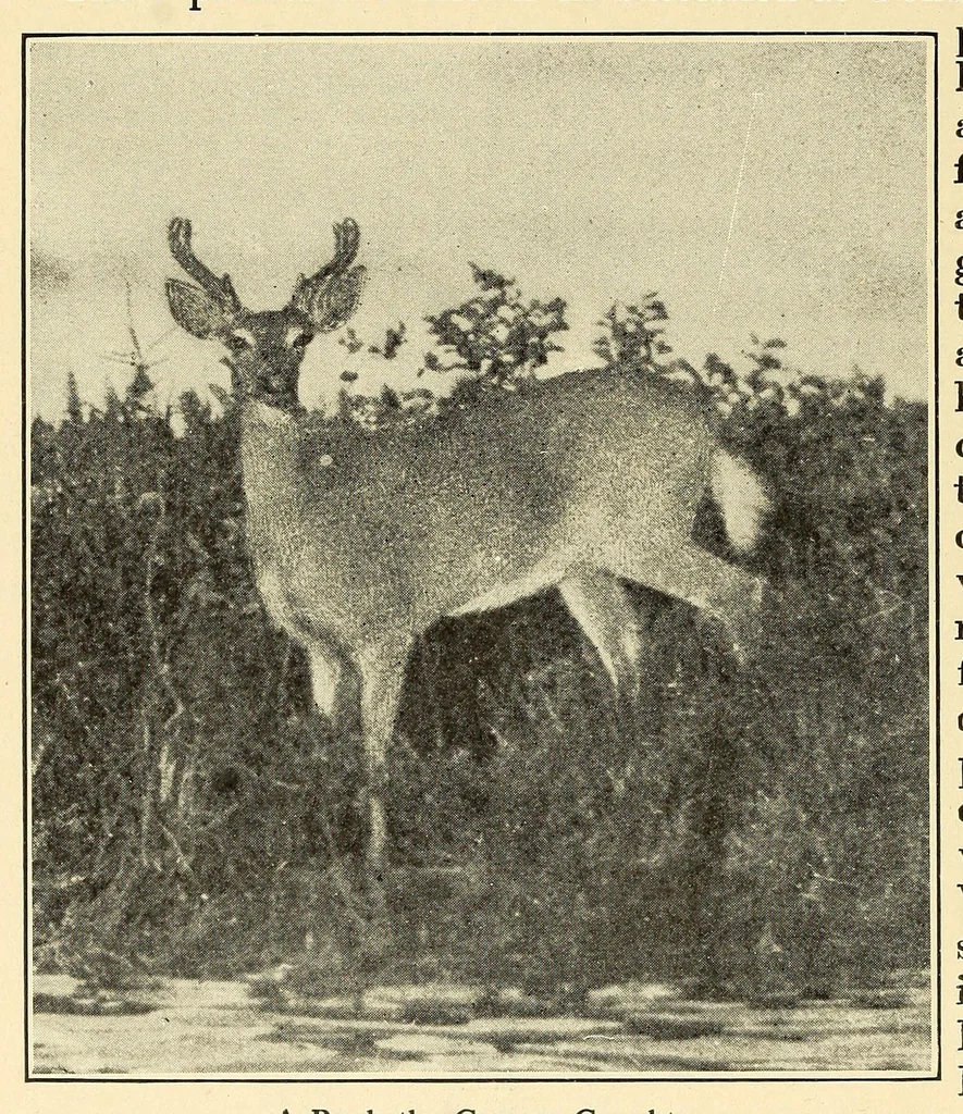 An illustration from In the Maine woods, 1909, leaf 58